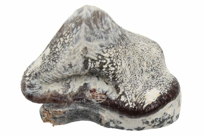 Fossil Crusher Shark (Ptychodus) Tooth - Kansas #218568